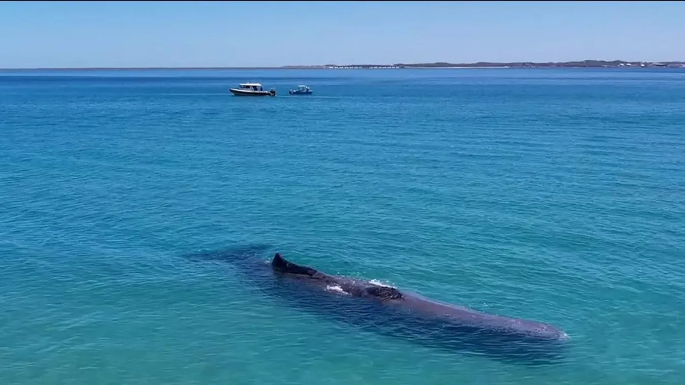 Videó: Elpusztult a strandolókkal úszó nagy ámbráscet