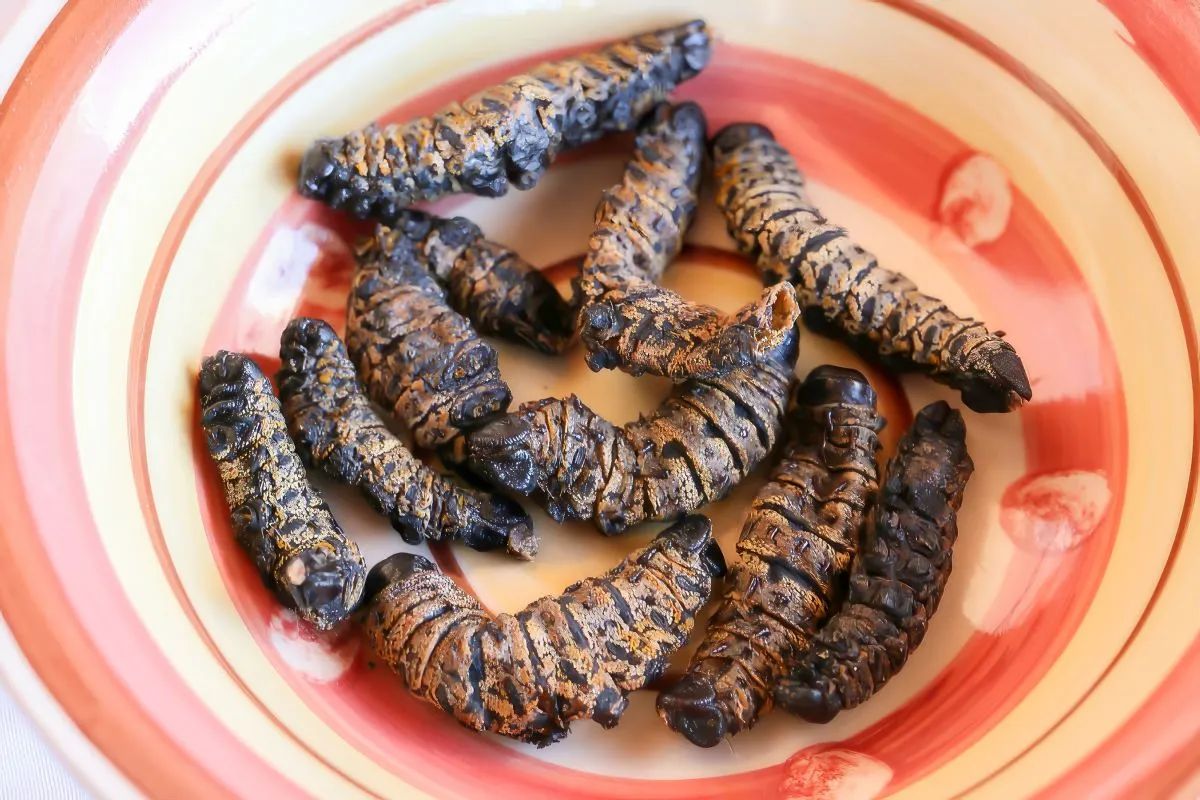 Phane,Worm,Mophane,Worms,Or,Phane,In,Setswana,Are,The