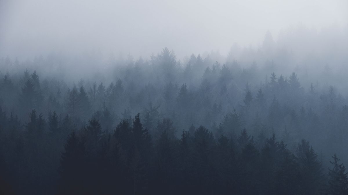 köd, erdő, időjárás