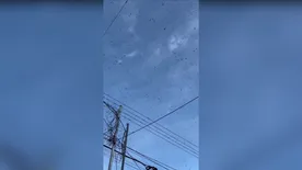 Itt a világvége: hatalmas sáskaraj árasztott el egy települést, rettegnek a lakosok