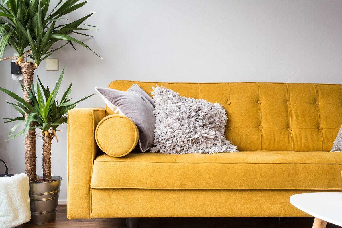 Stylish living room interior with comfortable yellow sofa and green plant