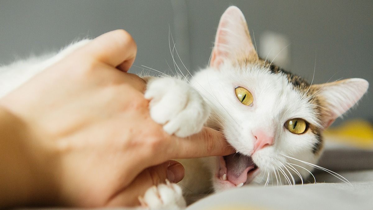 White,Cat,Bites,By,The,Hand,,Scratches