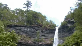 Tudósok megtalálták a világ legrégebbi erdőjét