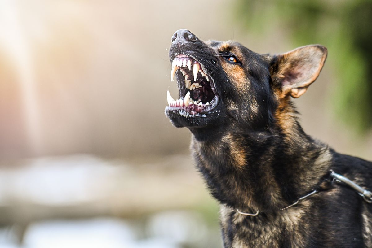 Aggressive,Dog,Shows,Dangerous,Teeth.,German,Sheperd,Attack.,Head,Detail
