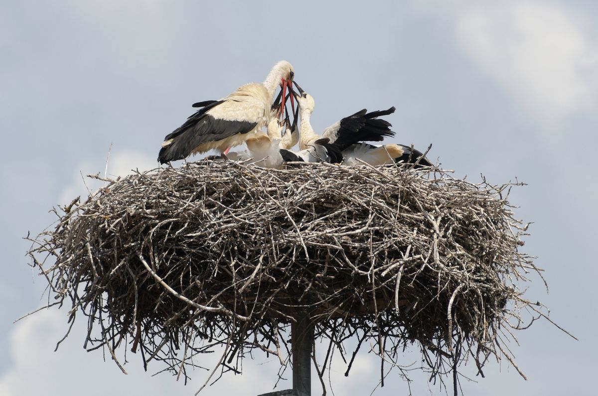 A gólyák magyarországi hazarepülése is jelzi, ha már itt a tavasz /