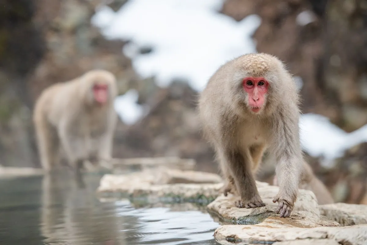 Japán makákó hómajom emberszabású állat