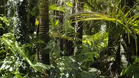 Elveszett ősi város maradványaira bukkantak az Amazonas vidékén