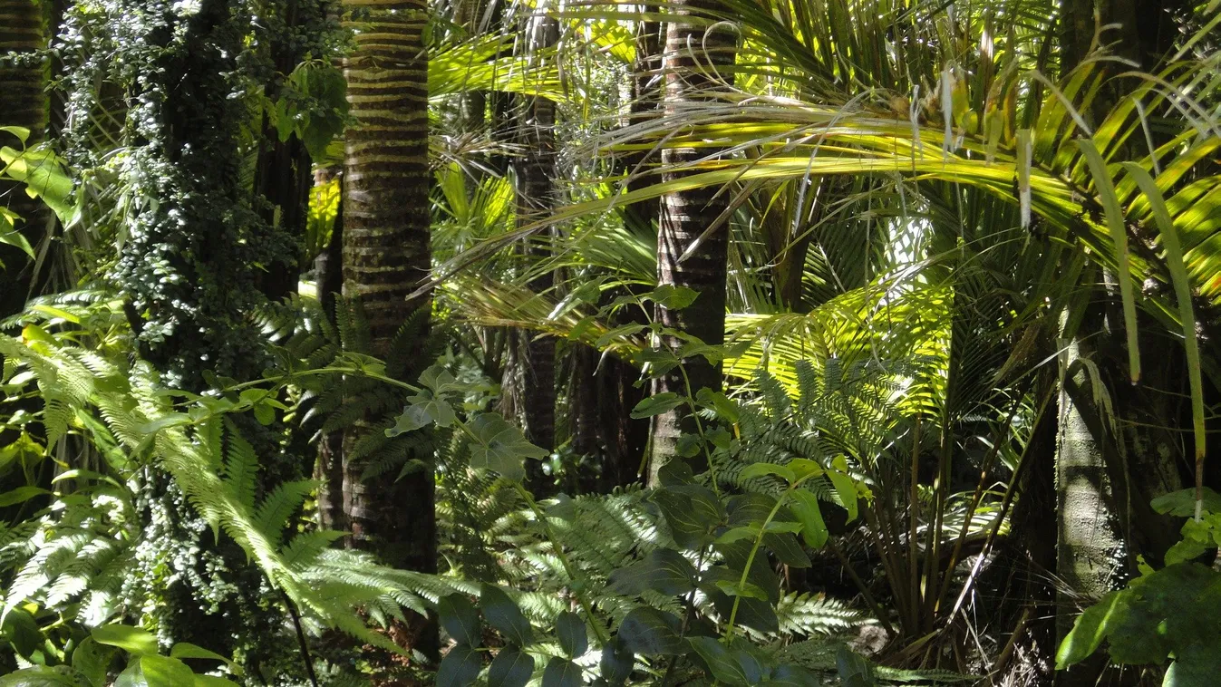 Elveszett ősi város maradványaira bukkantak az Amazonas vidékén