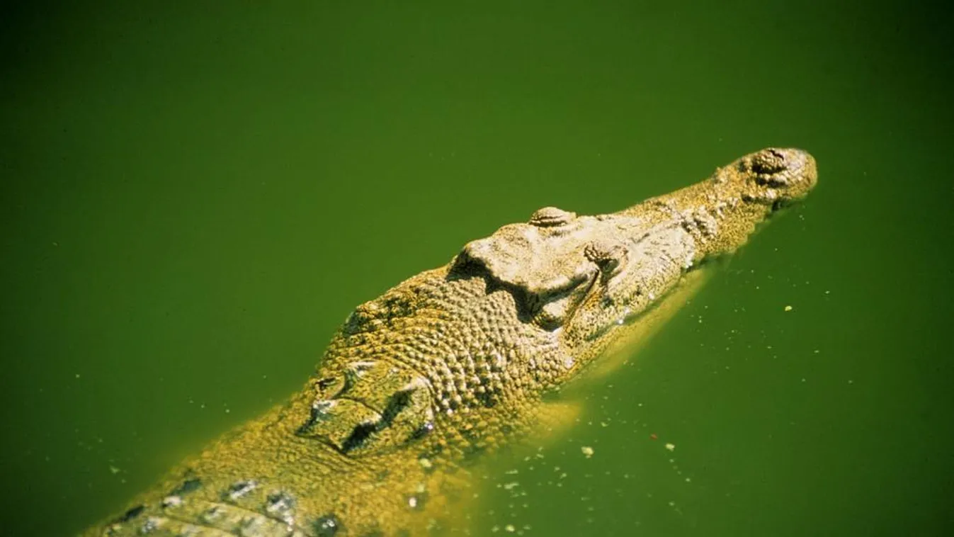 Krokodil támadt meg egy kisfiút a népszerű Ausztrál Nemzeti Parkban