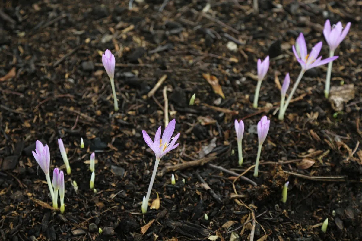 The,Sprouts,Of,The,Kohlikum,Flower,Sprouting,From,The,Soil.