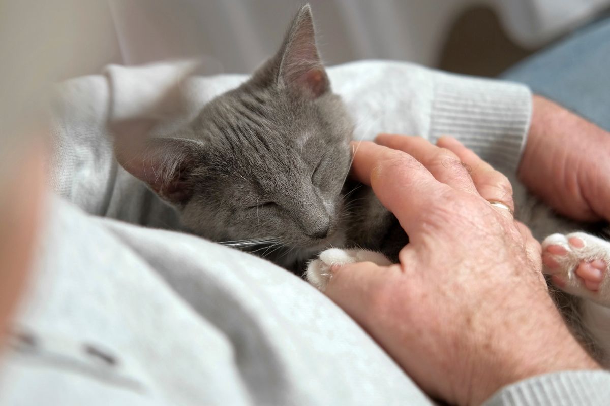 Elderly,Man,Sits,And,Strokes,A,Cat,,Feline,Therapy.,Old