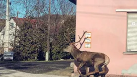 Hatalmas szarvas kószált Szekszárd utcáin
