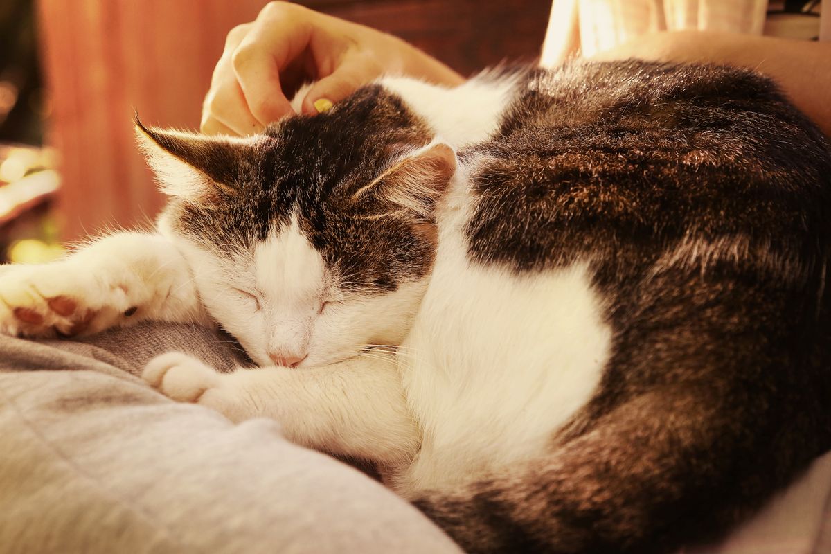 Close,Up,Outdoor,Photo,Of,The,Cat,On,Lap,Stroke