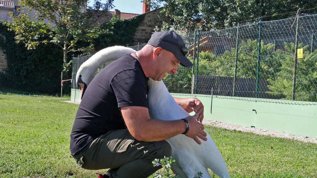 Totó, a hattyú világhírnévre tör