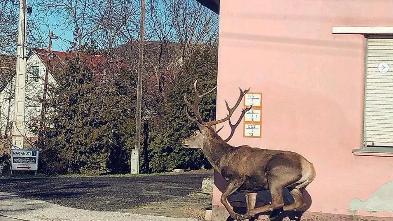 Hatalmas szarvas kószált Szekszárd utcáin