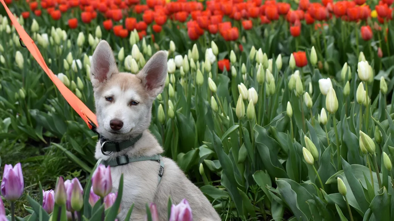 Hamarosan több, mint 200 000 tulipán virágzik majd a Tisza-tónál