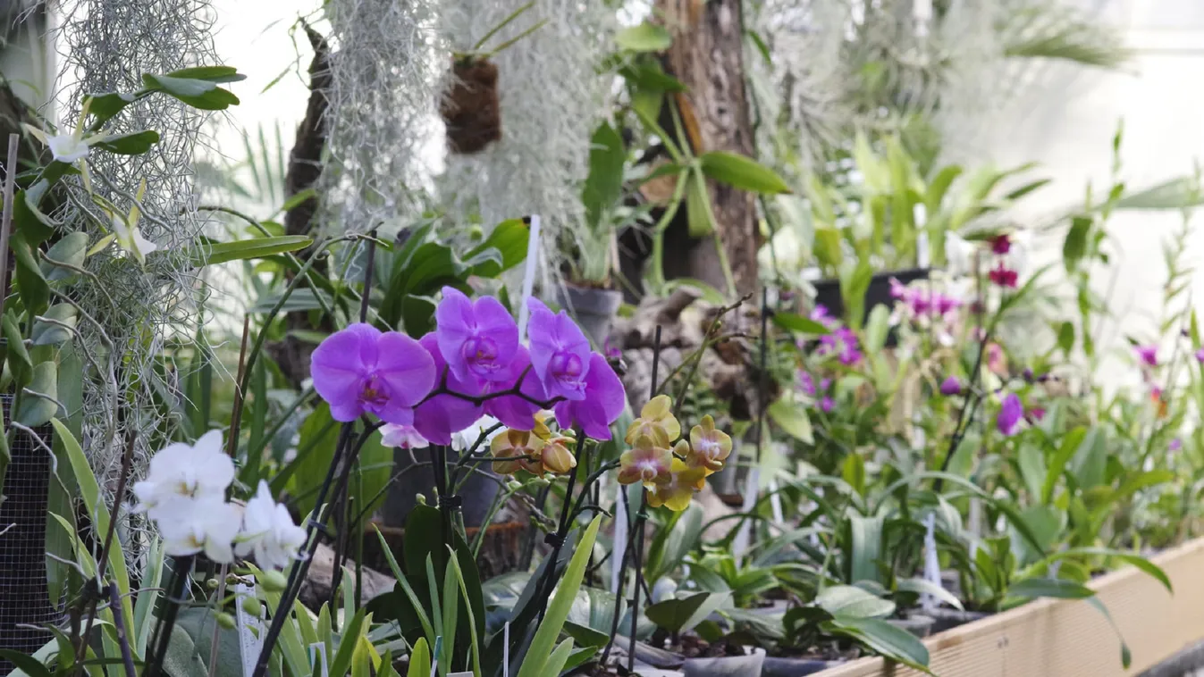 Búcsúztasd a telet orchideatúrával!