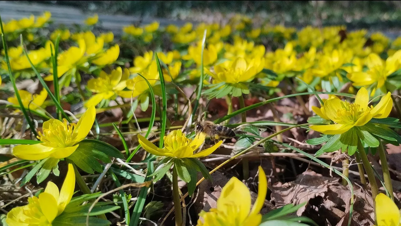 Virágba borult a Tiszakürti Arborétum, szombaton ingyen nézhettek körbe