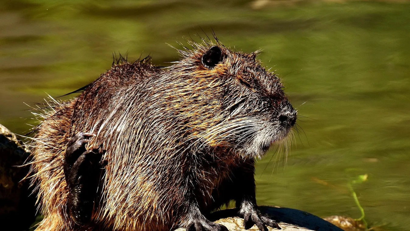 Dél-amerikai rágcsálók vették be a Duna–Dráva Nemzeti Park területeit