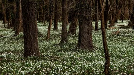 Egyedülálló hófehér virágmező fogadja a látogatókat az Alcsúti Arborétumban