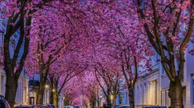 Ezen az 5 európai helyen a legszebb a cseresznyevirágzás