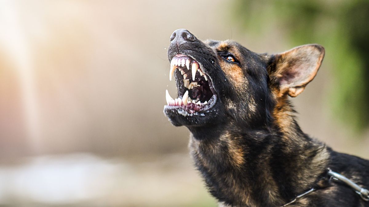 Aggressive,Dog,Shows,Dangerous,Teeth.,German,Sheperd,Attack.,Head,Detail