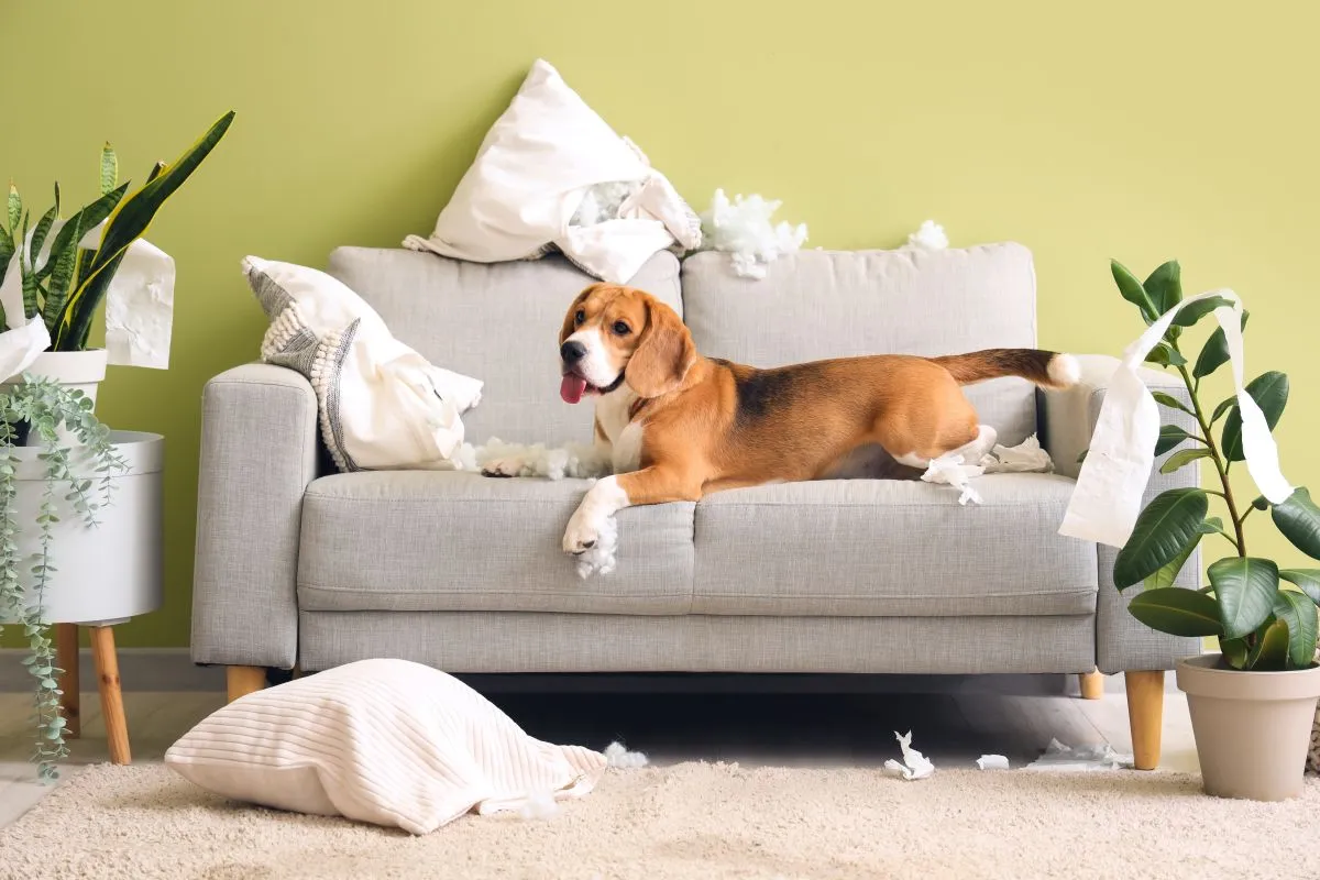 Naughty,Beagle,Dog,With,Torn,Pillows,And,Toilet,Paper,Roll