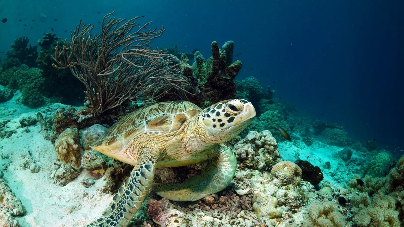 Többen az életükkel fizettek Zanzibáron, miután ettek a tengeri teknős húsából