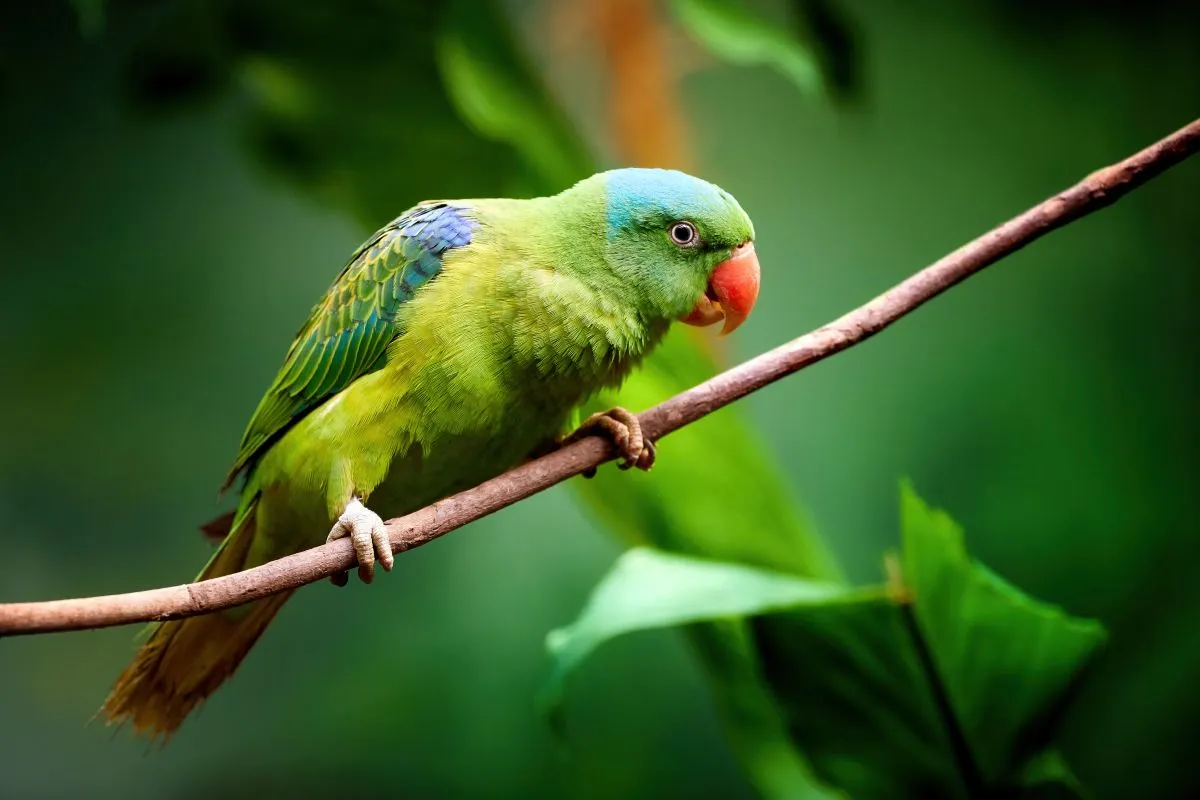 Blue-naped,Parrot,,Tanygnathus,Lucionensis,,Colorful,Parrot,,Native,To,Philippines.,Green
