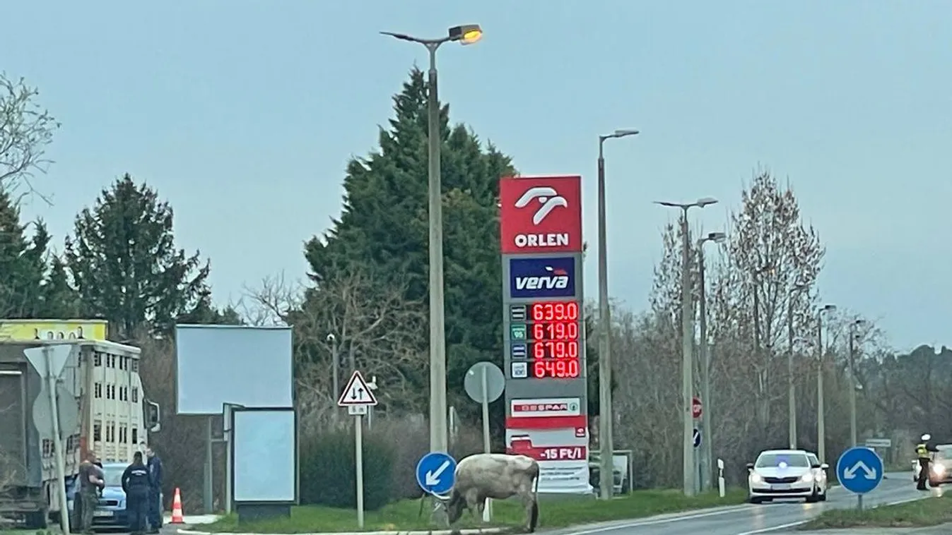 Videó: Egy elszabadult bika miatt intézkedtek a rendőrök a Balatonnál