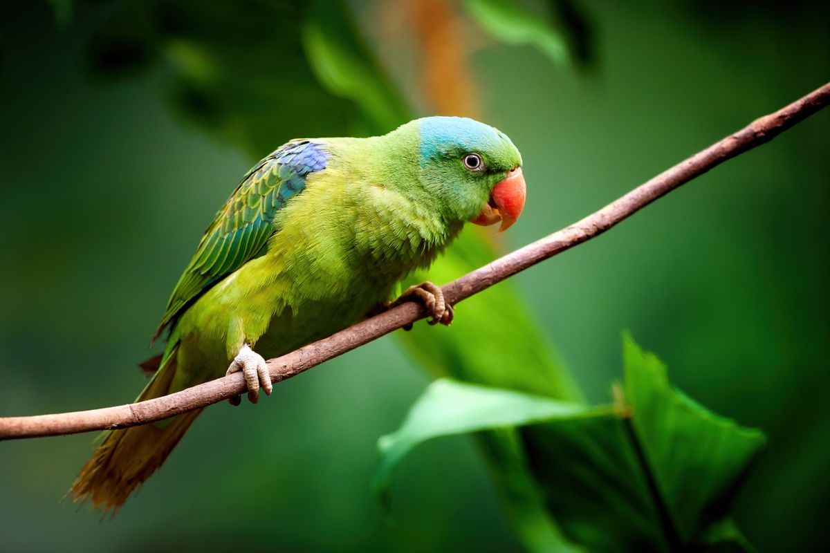 Blue-naped,Parrot,,Tanygnathus,Lucionensis,,Colorful,Parrot,,Native,To,Philippines.,Green