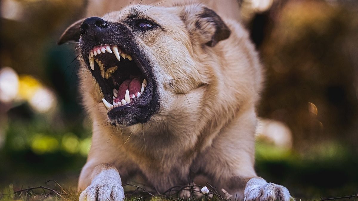kutya, agresszív kutya, támadó kutya