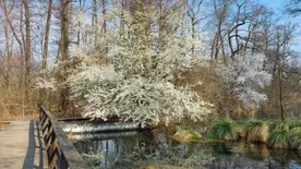 Virágzik a láp környéke: így fest tavasszal a Tatai Fényes Tanösvény