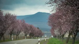 Virágba borult az ország egyik legszebb fasora