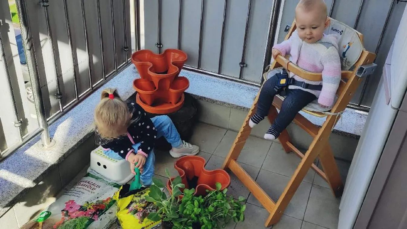Kivirultam, mint egy cseresznyefa