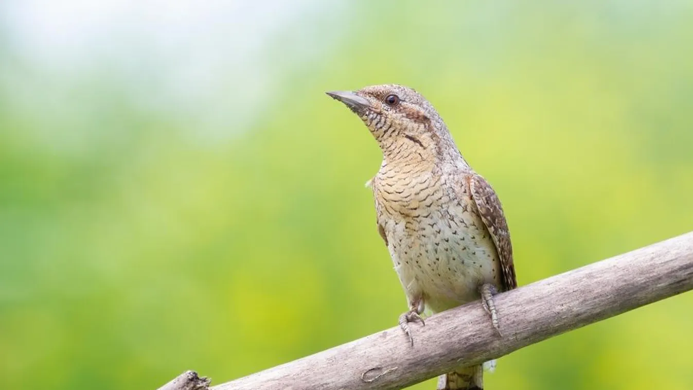 Sziszegő, nyávogó madarat észleltek a Körös-Maros Nemzeti Park területén