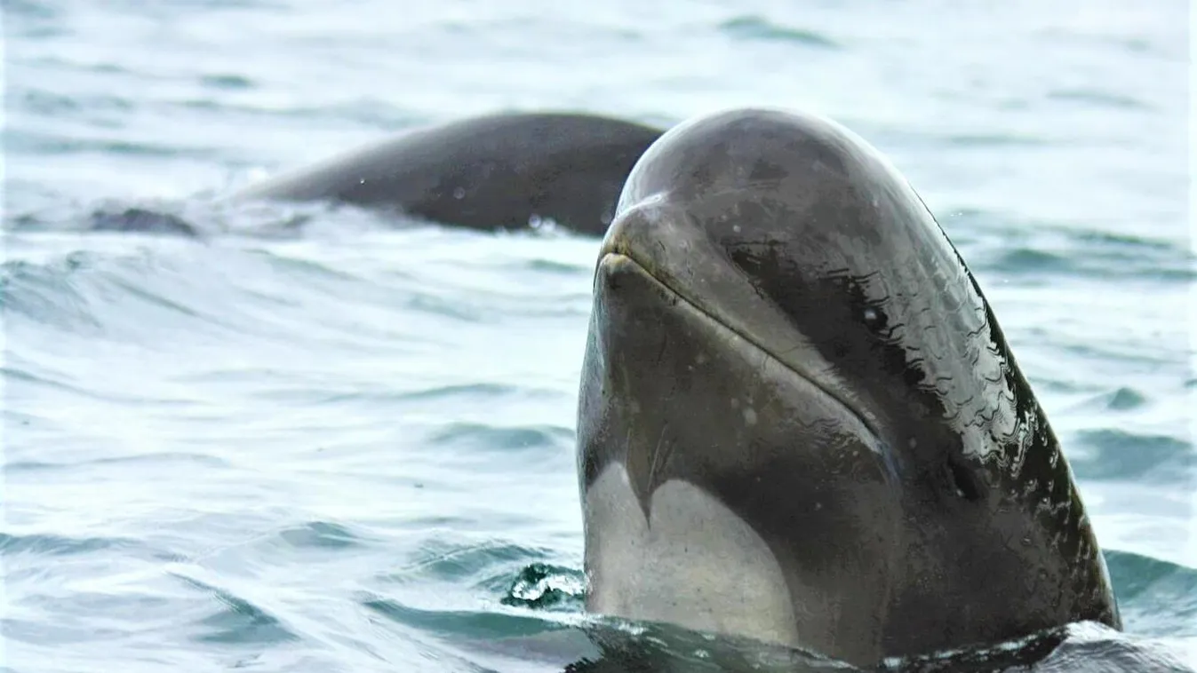 Videó: Mintegy 140 partra vetődött gömbölyűfejű delfin életéért küzdenek Ausztráliában