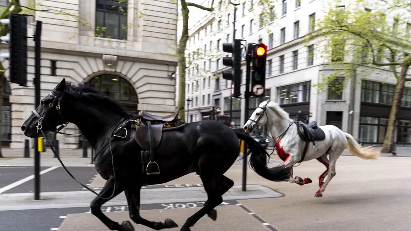 Videó: Vágtázó lovak törtek-zúztak félelmükben London belvárosában