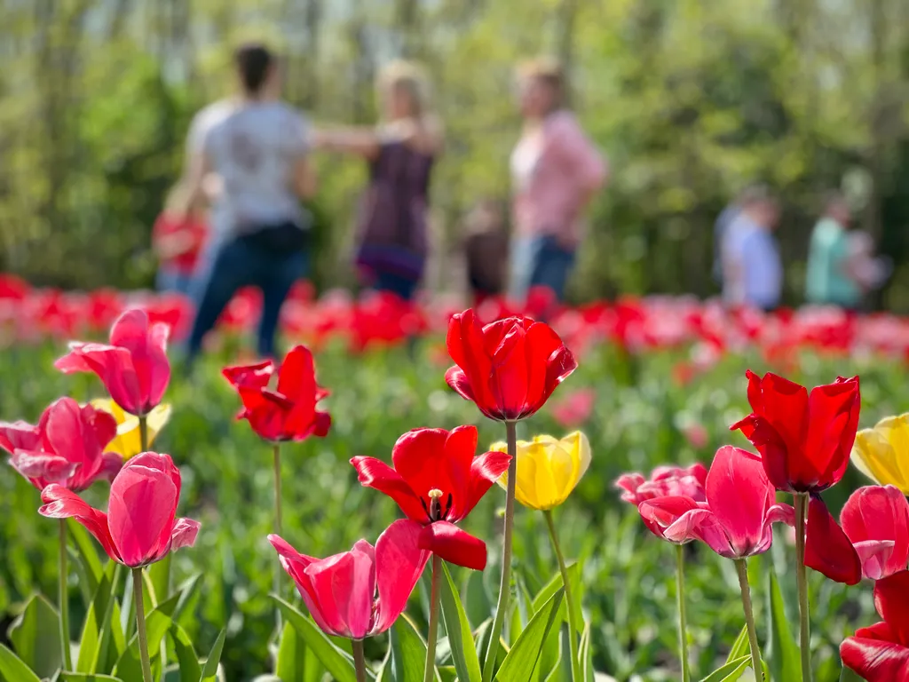 Tulipánszüret a Tisza-tónál
