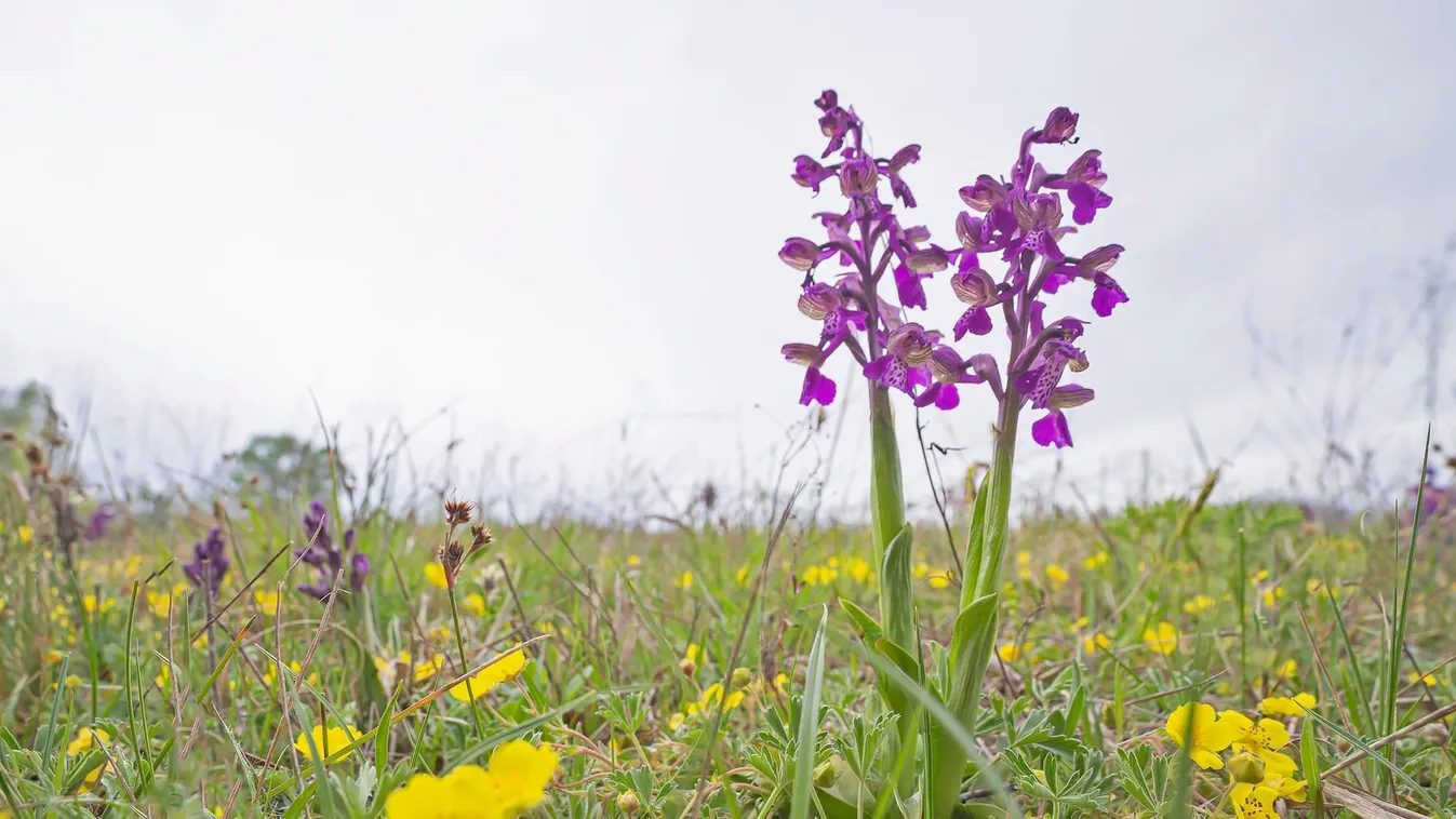 Gyönyörű orchideák pompáznak a Hortobágyon