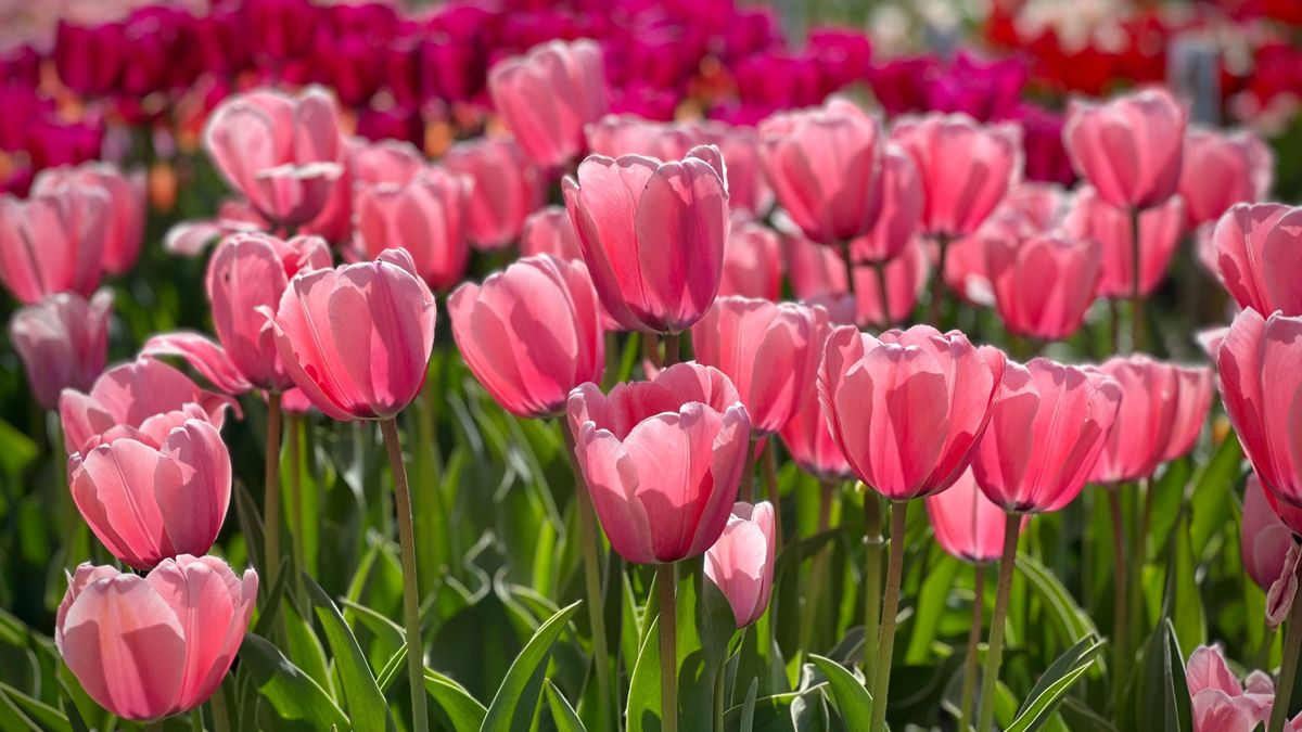 Elárulta a kertész: ettől ontja a virágot a tulipán