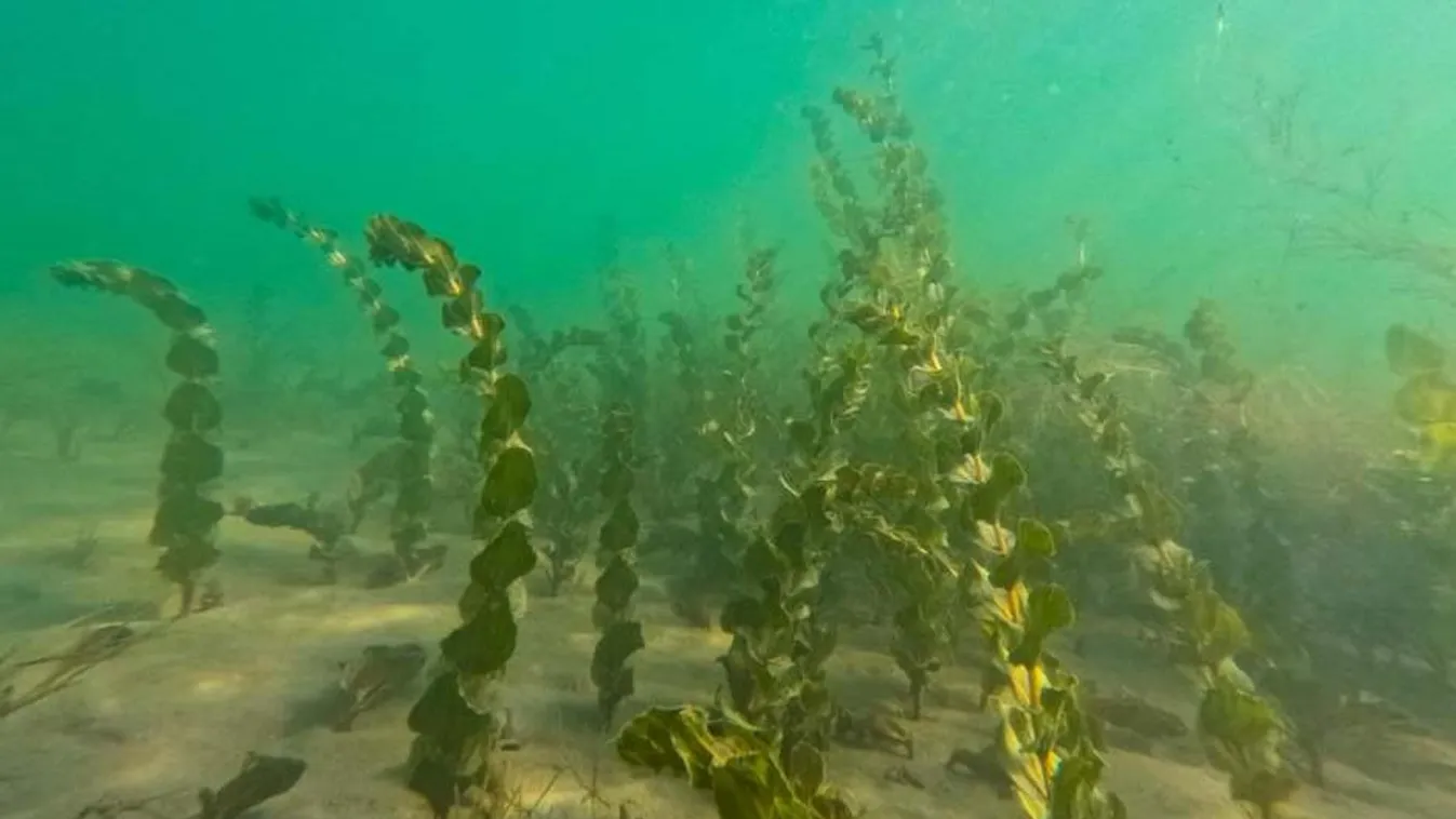 Egy sofőr hullámsírja lett a Balaton Fonyódnál