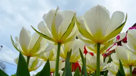 Ha ide ellátogatsz, azt is megtudhatod, miért ették meg a hollandok a tulipánhagymát