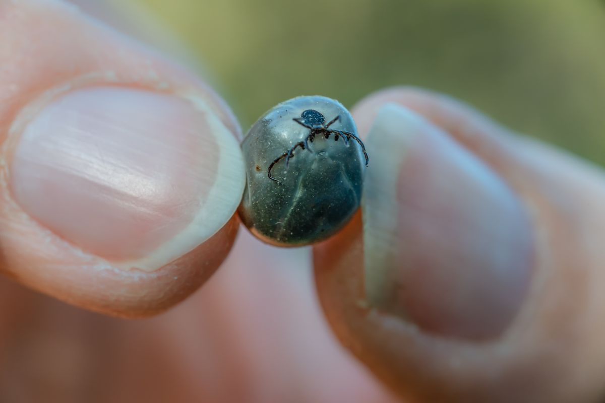 Close-up,,Tropical,Thick,Hyalomma,Tick,Held,Between,2,Fingers