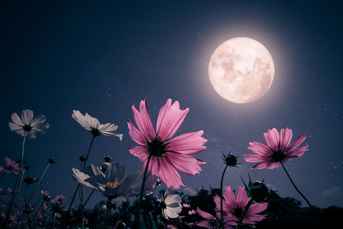 Romantic,Night,Scene,-,Beautiful,Pink,Flower,Blossom,In,Garden