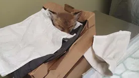 Bajbajutott apró rókát mentettek a Balatonnál, mutatjuk, ti hogyan segíthettek