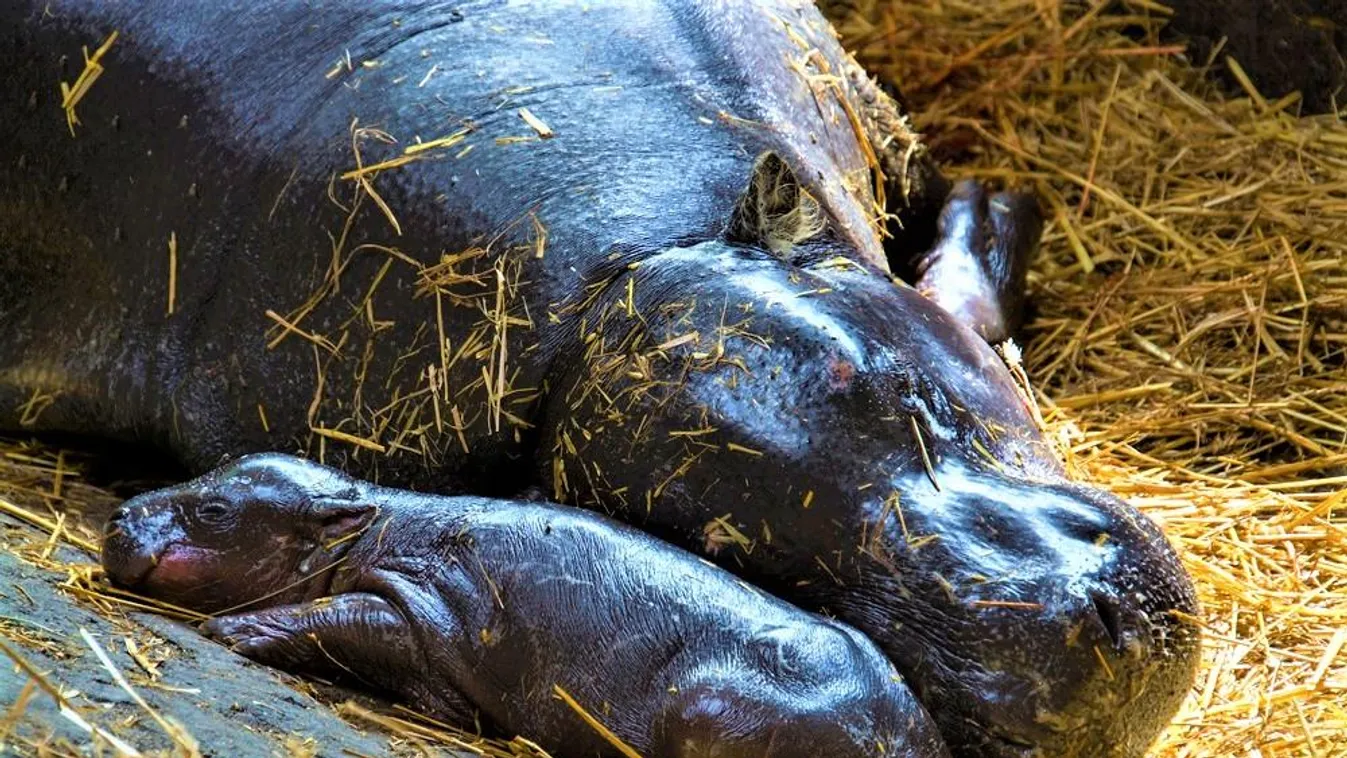 Videó: Anyukája mellett szinte eltörpül a Szegedi Vadaspark legújabb, cuki lakója