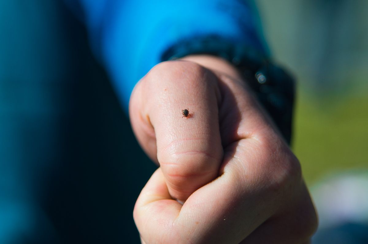 Human,Hand,Bitten,Tick,Encephalitis kullancs