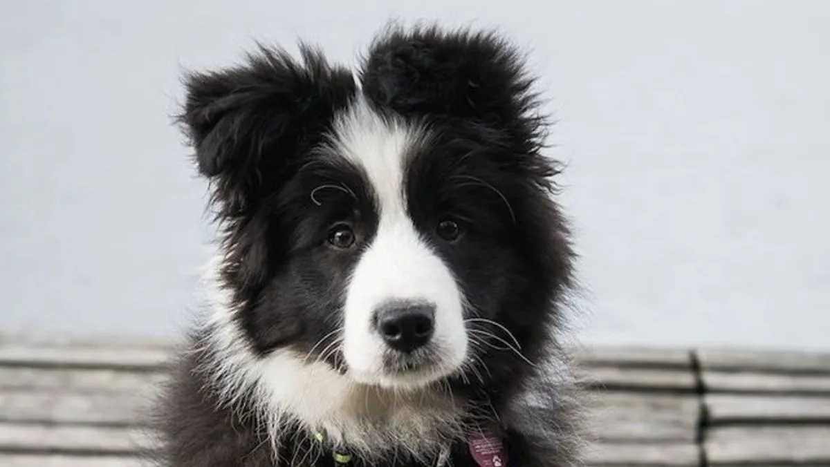 border collie