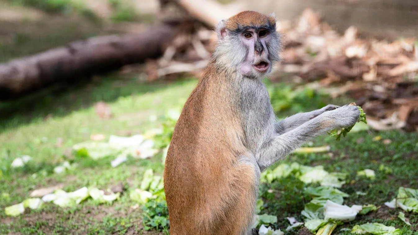 A Föld leggyorsabb főemlősei a Nyíregyházi Állatpark új lakói